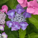 Nyaraló Biobauernhof Kraeuter *