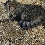 Nyaraló Biobauernhof Kraeuter