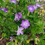 Biobauernhof Kraeuter