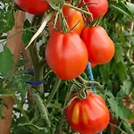 Biobauernhof Kraeuter