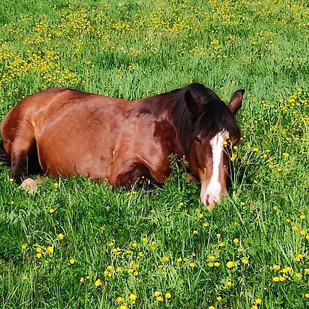 Dom wakacyjny Biobauernhof Kraeuter *