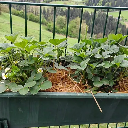 Biobauernhof Kraeuter Dom wakacyjny *