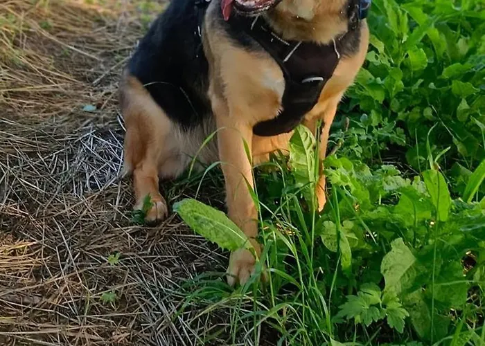 Dom wakacyjny Biobauernhof Kraeuter Haimburgerberg