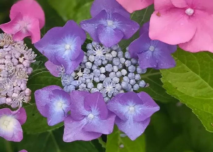 Dom wakacyjny Biobauernhof Kraeuter *