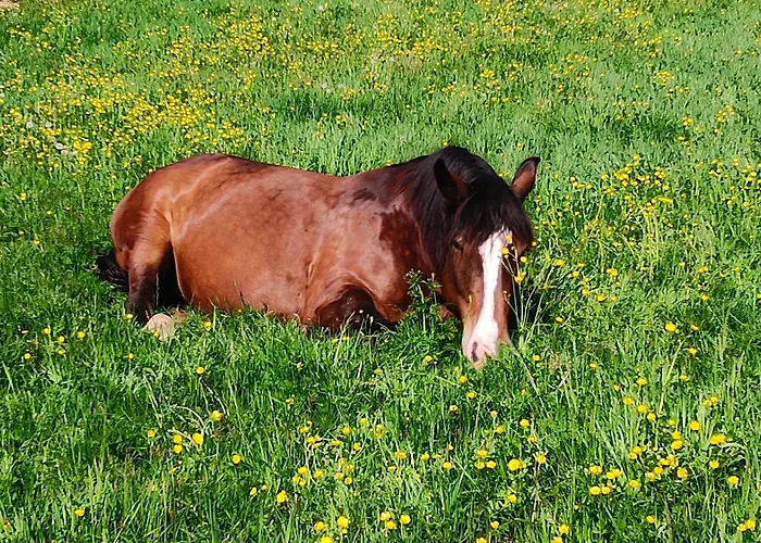 Dom wakacyjny Biobauernhof Kraeuter *