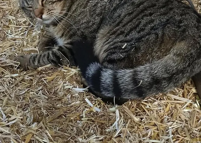 Dom wakacyjny Biobauernhof Kraeuter