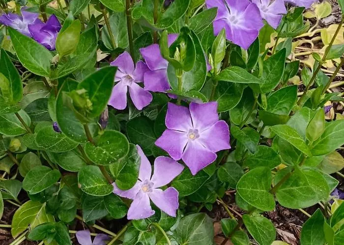 Biobauernhof Kraeuter