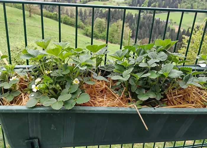 Biobauernhof Kraeuter Dom wakacyjny *