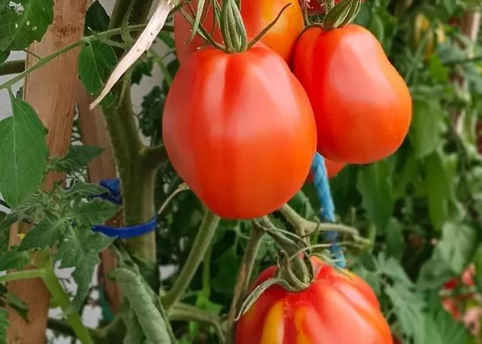 Biobauernhof Kraeuter